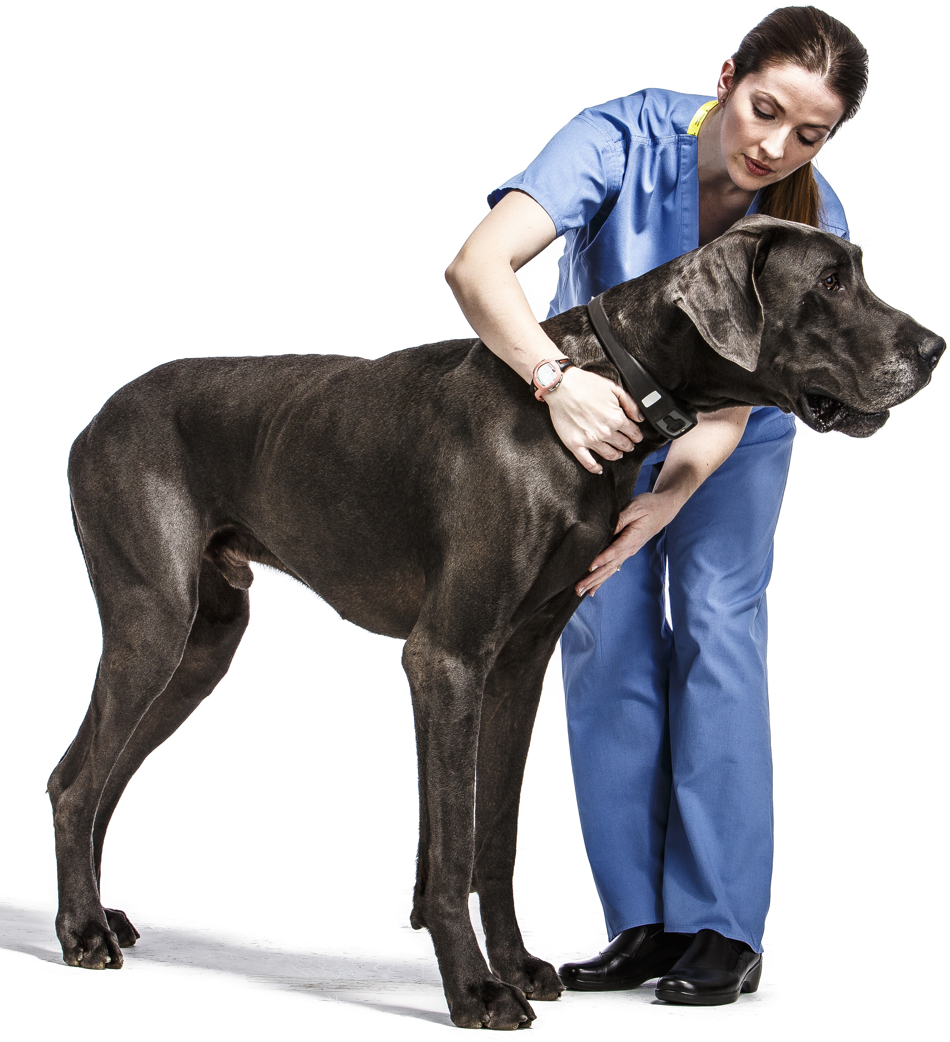 Great Dane Taz-2216-2_noStethoscope