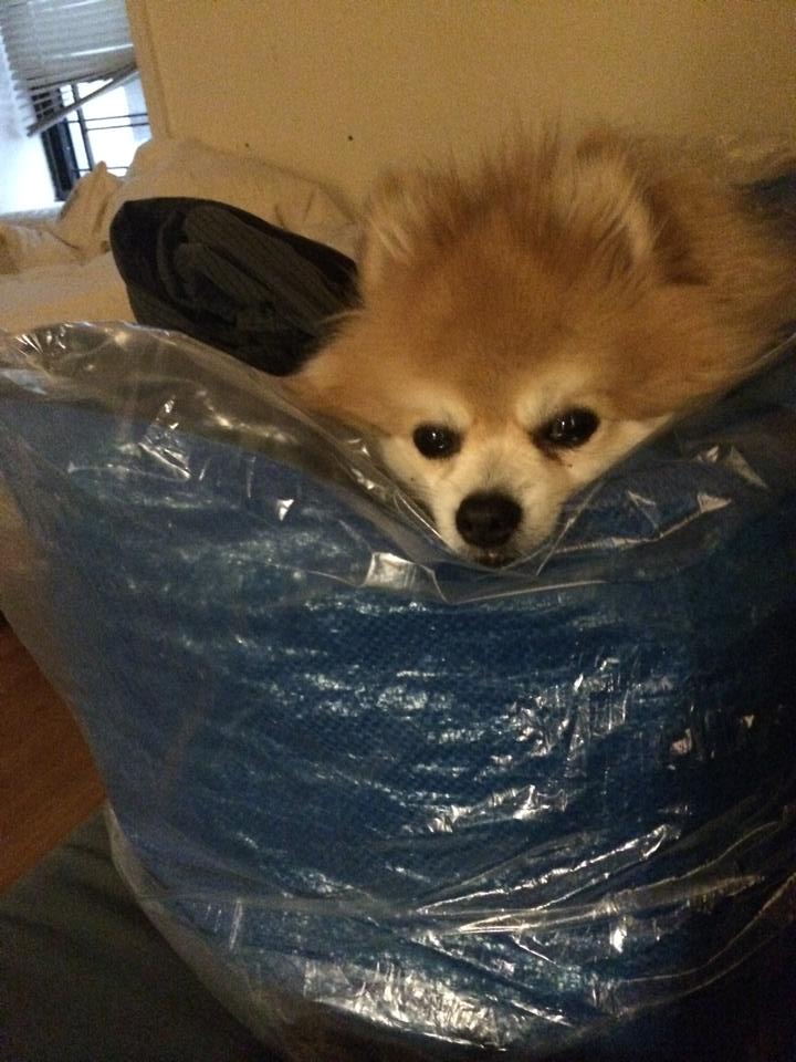 'Rockstar Anthro Pup' making a bed from an Ikea bag of laundry