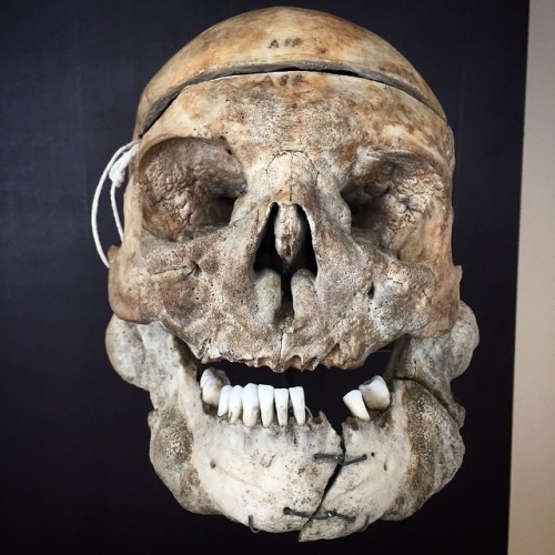 lionFace.jpg