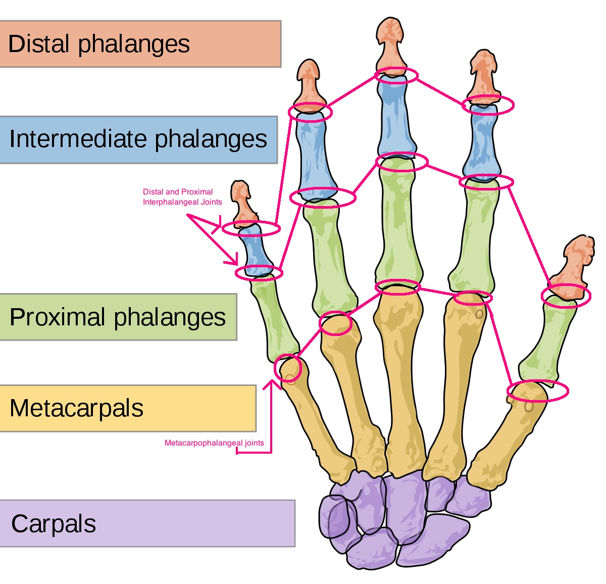 Carpal.jpg