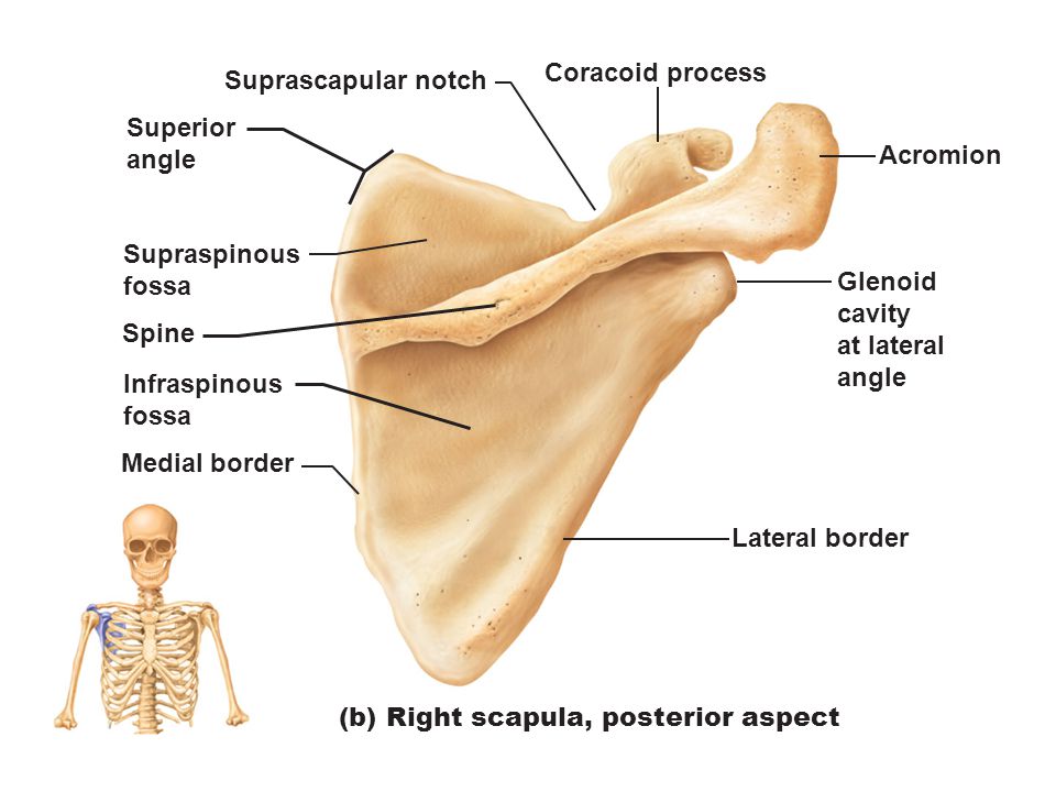 acromion-and-coracoid-process-bones-of-the-appendicular-skeleton-ppt-video-online-download-free