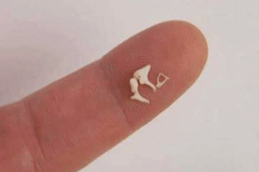 the-smallest-bone-in-humans-the-ear-bone-10444785.png